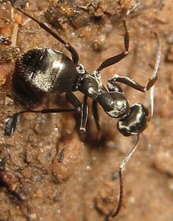 Black Lawn Ant