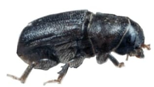 Bark Beetle