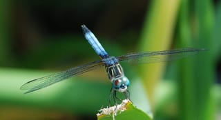 Dragonfly (Skimmer)