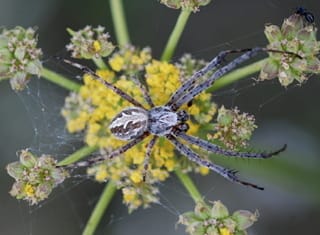 Coneweb Spider