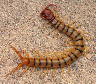 Desert Centipede