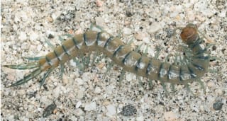 Desert Centipede