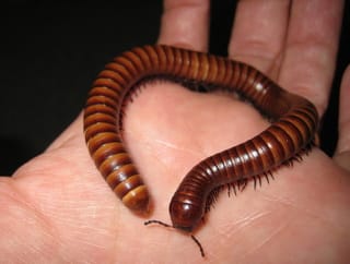 Desert Millipede