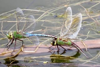 Dragonfly (Darner)