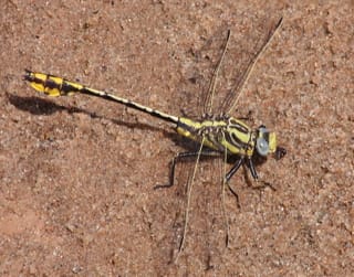 Dragonfly (Clubtail)