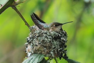 female nesting