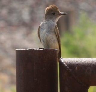 adult at nest in the vertical iron pipe