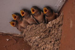 nest with young