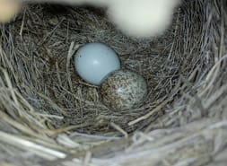 egg on right in junco nest