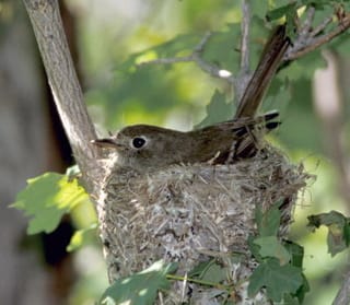 adult on nest