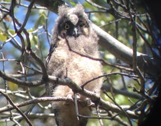 owlet