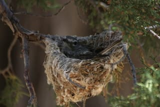 adult on nest