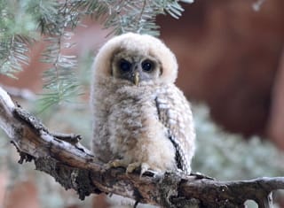 owlet