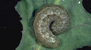 Army Cutworm Moth