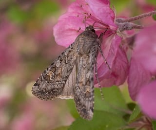 Army Cutworm Moth