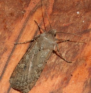Army Cutworm Moth