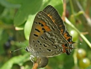 Tailed Copper 