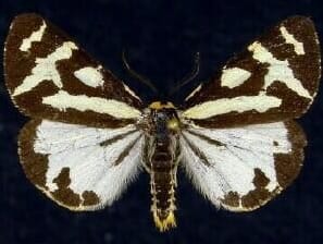 Wood Tiger Moth