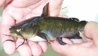 Black Catfish