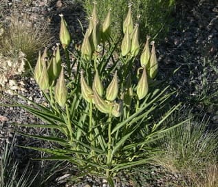 Antelope Horn Milkweed