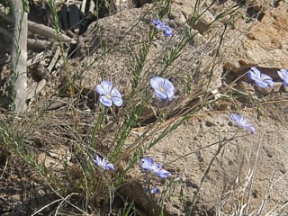 Western Blue Flax