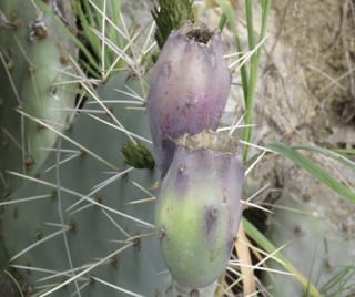 Tulip Prickly Pear Cactus