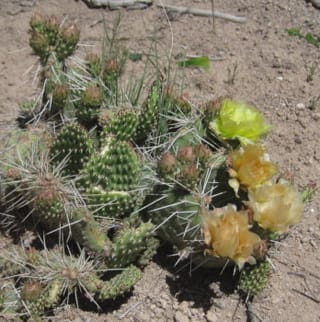 Tulip Prickly Pear Cactus
