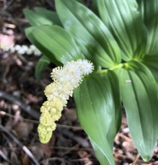 Feathery False Lily of the Valley