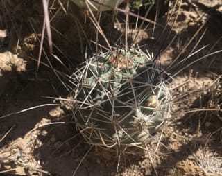Pinkflower Hedgehog Cactus