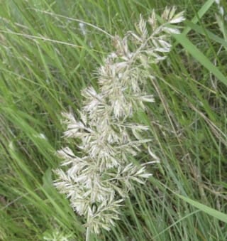 June Grass