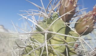 Kingcup Cactus