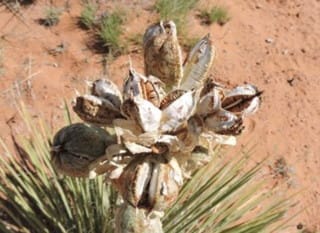 Navajo Yucca
