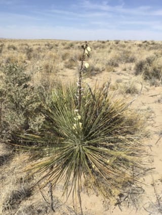 Navajo Yucca