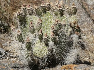 Plains Prickly Pear Cactus
