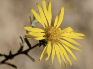 Spiny Goldenweed