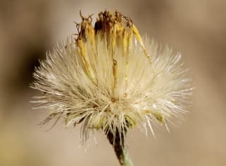 Spiny Goldenweed