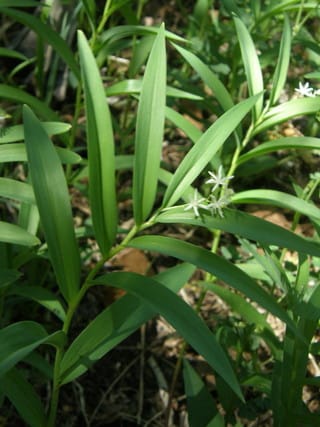 Starry False Lily of the Valley