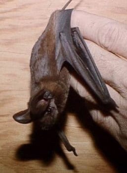 Big Free-tailed Bat