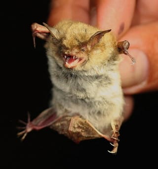 Mouse-eared Bats