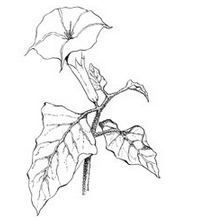 Datura wrightii (Sacred Thorn-apple) drawing by Dorothy Hoard