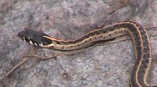 Blackneck Garter Snake