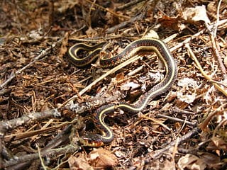 New Mexico Garter Snake