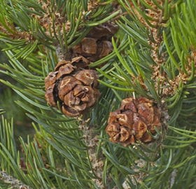 Colorado Pinyon Pine