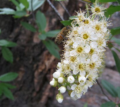 Common Chokecherry