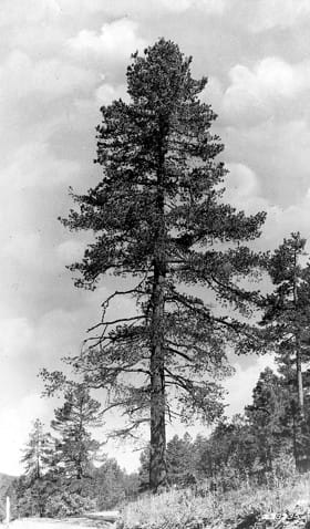 Southwestern White Pine