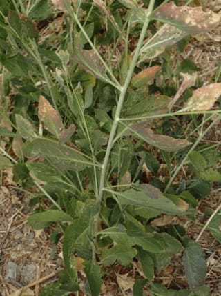 Broadleaved Pepperweed
