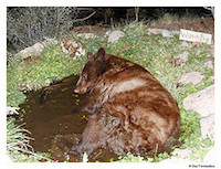 Bear bathes at Warbler Pond