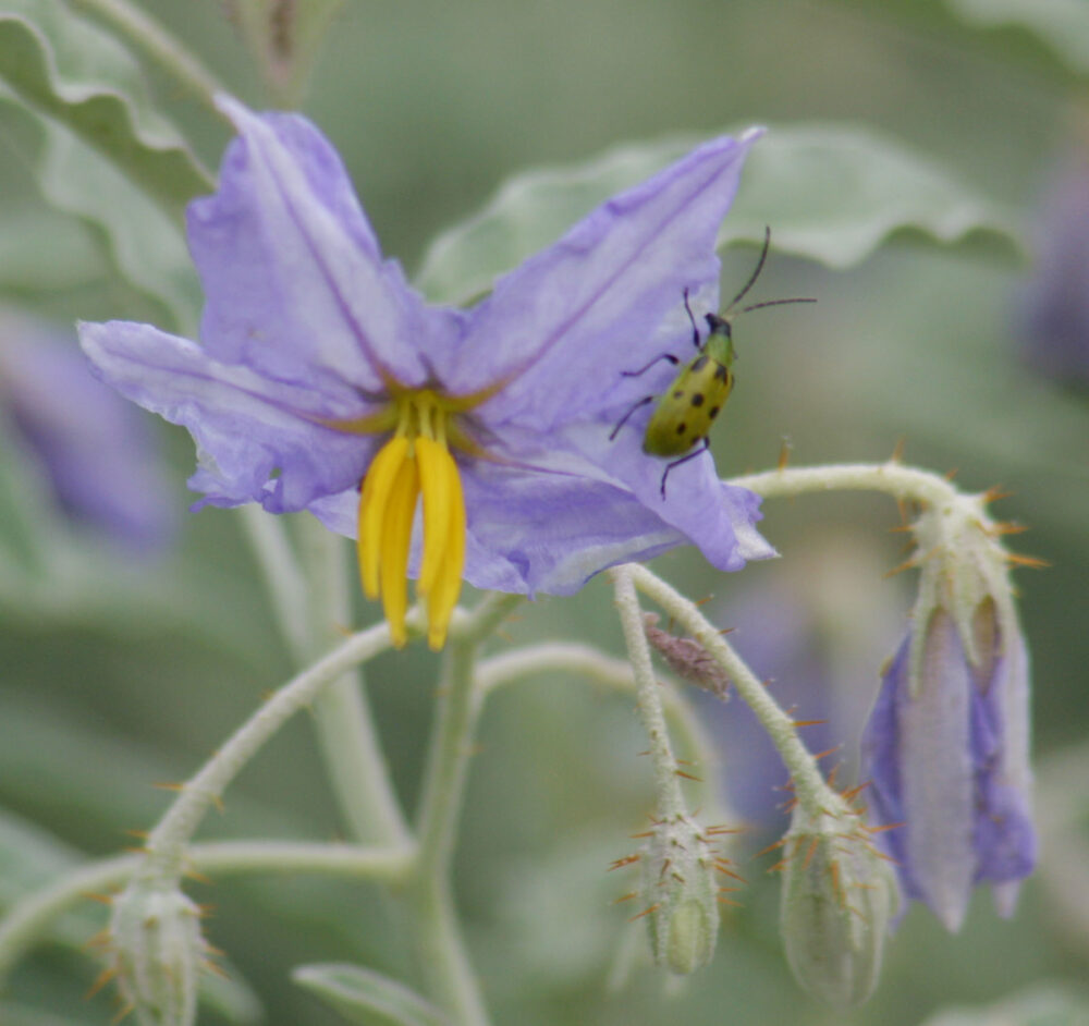 Why Do Flowers Have Color? by Terry Foxx Pajarito Environmental
