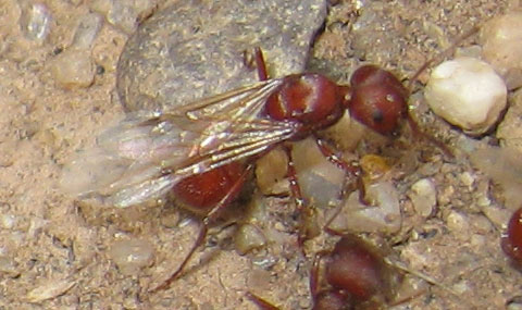 winged female harvester ant