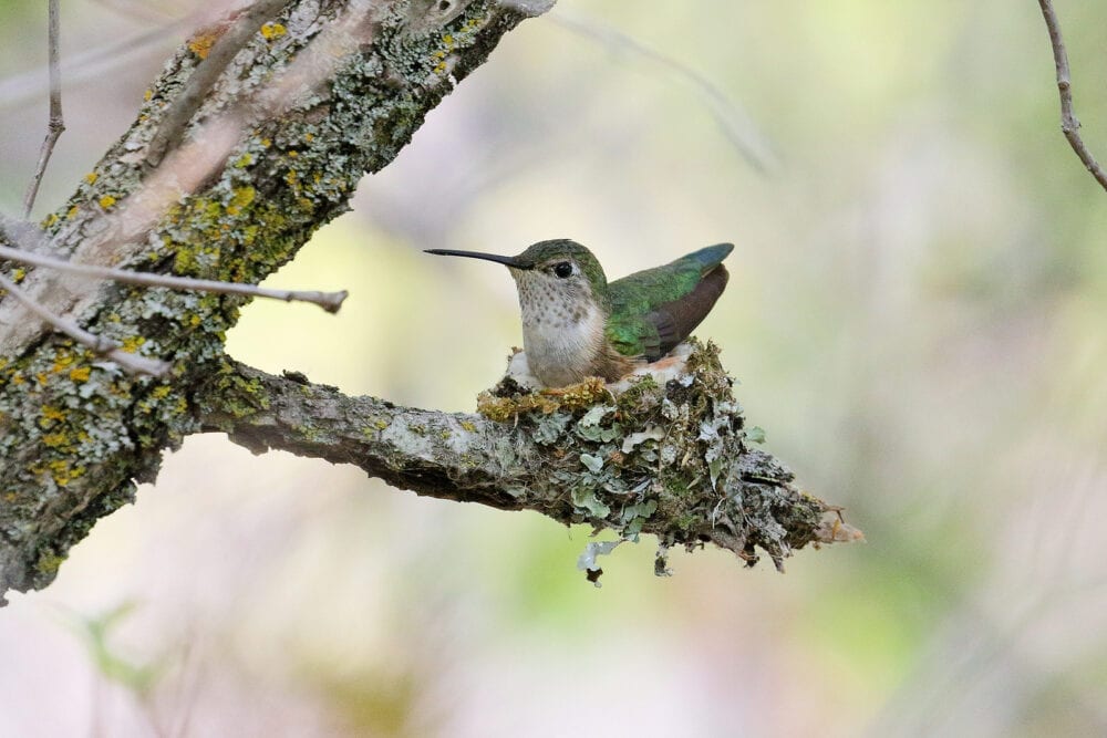 broad tailed hummingbird